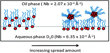 Graphical abstract: Structural conformation of lipids at the oil–water interface