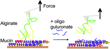 Graphical abstract: Oligoguluronate induced competitive displacement of mucin–alginate interactions: relevance for mucolytic function