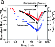 Graphical abstract: Hyaluronic acid–collagen network interactions during the dynamic compression and recovery of cartilage