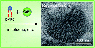 Graphical abstract: Reverse self-assembly of lipid onions induced by gadolinium and calcium ions