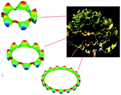 Graphical abstract: Pattern formation in plants via instability theory of hydrogels