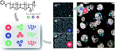 Graphical abstract: A toolbox of differently sized and labeled PMMA nanoparticles for cellular uptake investigations