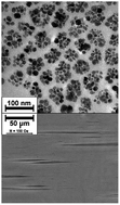 Graphical abstract: Magnetically induced phase condensation in an aqueous dispersion of magnetic nanogels