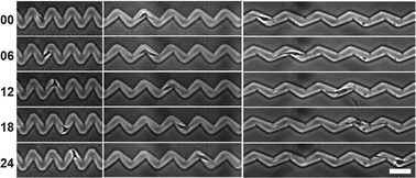 Graphical abstract: Gradient-free directional cell migration in continuous microchannels
