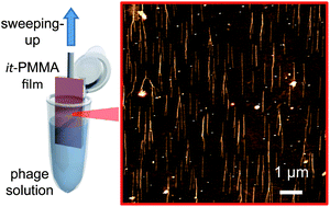 Graphical abstract: Immobilization of highly oriented filamentous viruses onto polymer substrates