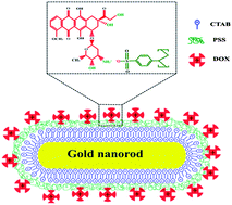 Graphical abstract: Doxorubicin conjugated gold nanorods: a sustained drug delivery carrier for improved anticancer therapy