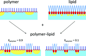 Graphical abstract: Biodegradable polymer–lipid monolayers as templates for calcium phosphate mineralization