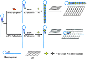 Graphical abstract: A graphene oxide platform for the assay of DNA 3′-phosphatases and their inhibitors based on hairpin primer and polymerase elongation