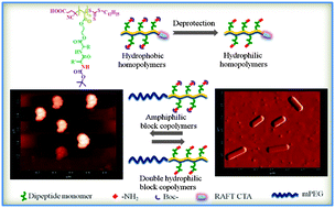 Graphical abstract: Controlled synthesis of pH responsive cationic polymers containing side-chain peptide moieties via RAFT polymerization and their self-assembly
