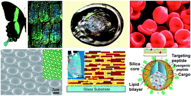 Graphical abstract: Bioinspired colloidal materials with special optical, mechanical, and cell-mimetic functions