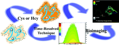 Graphical abstract: A water-soluble phosphorescent polymer for time-resolved assay and bioimaging of cysteine/homocysteine