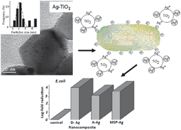 Graphical abstract: Biocidal properties of TiO2 powder modified with Ag nanoparticles
