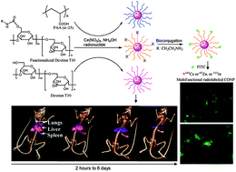 Graphical abstract: Intrinsically radiolabeled multifunctional cerium oxide nanoparticles for in vivo studies