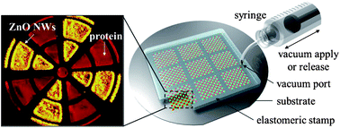 Graphical abstract: Vacuum-assisted microcontact printing (μCP) for aligned patterning of nano and biochemical materials