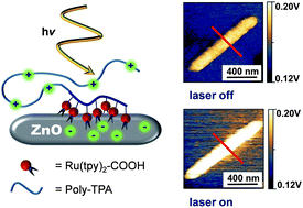 Graphical abstract: Light-induced charge separation in a donor–chromophore–acceptor nanocomposite poly[TPA-Ru(tpy)2]@ZnO