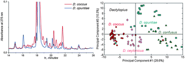Graphical abstract: Identification of Dactylopius cochineal species with high-performance liquid chromatography and multivariate data analysis