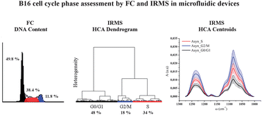 Graphical abstract: Determination of cell cycle phases in live B16 melanoma cells using IRMS