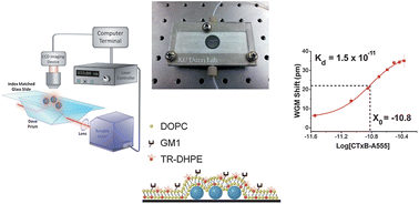 Graphical abstract: Integration of microsphere resonators with bioassay fluidics for whispering gallery mode imaging