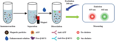 Graphical abstract: Magnetic particle-based time-resolved fluoroimmunoassay for the simultaneous determination of α-fetoprotein and the free β-subunit of human chorionic gonadotropin