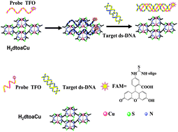 Graphical abstract: Metal–organic frameworks-based biosensor for sequence-specific recognition of double-stranded DNA