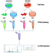 Graphical abstract: An iTRAQ based quantitative proteomic strategy to explore novel secreted proteins in metastatic hepatocellular carcinoma cell lines