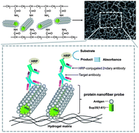 Graphical abstract: A protein nanofiber hydrogel for sensitive immunoassays