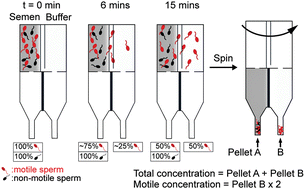 Graphical abstract: Sperm quality assessment via separation and sedimentation in a microfluidic device