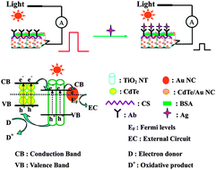 Graphical abstract: A photoelectrochemical immunosensor for tris(2,3-dibromopropyl) isocyanurate detection with a multiple hybrid CdTe/Au–TiO2 nanotube arrays