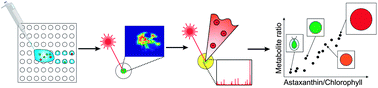 Graphical abstract: Analysis of single algal cells by combining mass spectrometry with Raman and fluorescence mapping