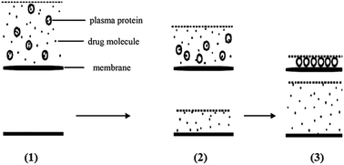 Graphical abstract: The influence of volume ratio of ultrafiltrate of sample on the analysis of non-protein binding drugs in human plasma