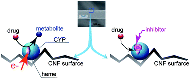 Graphical abstract: Human cytochrome P450 3A4 and a carbon nanofiber modified film electrode as a platform for the simple evaluation of drug metabolism and inhibition reactions