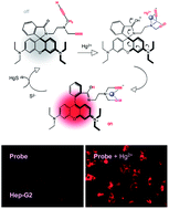 Graphical abstract: Revisit of a dipropargyl rhodamine probe reveals its alternative ion sensitivity in both a solution and live cells