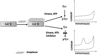 Graphical abstract: Graphene based electrochemical biosensor for label-free measurement of the activity and inhibition of protein tyrosine kinase