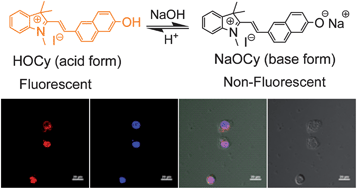 Graphical abstract: A novel and photostable pH probe for selectively staining nuclei in living cells