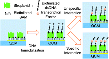 Graphical abstract: Conformational and mechanical changes of DNA upon transcription factor binding detected by a QCM and transmission line model