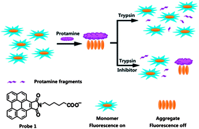 Graphical abstract: Real-time fluorometric turn-on assay for protease activity and inhibitor screening with a benzoperylene probe