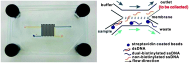 Graphical abstract: Isolating single stranded DNA using a microfluidic dialysis device