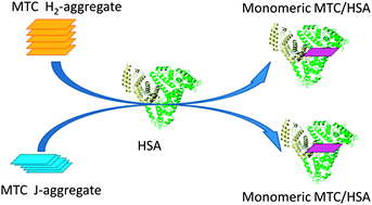 Graphical abstract: A colorimetric and fluorometric dual-modal supramolecular chemosensor and its application for HSA detection