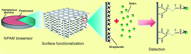 Graphical abstract: Impedance nanopore biosensor: influence of pore dimensions on biosensing performance