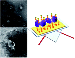 Graphical abstract: Bacteriophages: biosensing tools for multi-drug resistant pathogens