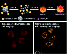 Graphical abstract: Preparation and functionalization of a visible-light-excited europium complex-modified luminescent protein for cell imaging applications