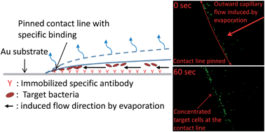 Graphical abstract: Contact angle changes induced by immunocomplex formation