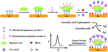 Graphical abstract: Aptamer-aided target capturing with biocatalytic metal deposition: an electrochemical platform for sensitive detection of cancer cells