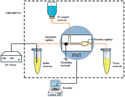 Graphical abstract: Highly sensitive analysis of four hemeproteins by dynamically-coated capillary electrophoresis with chemiluminescence detector using an off-column coaxial flow interface