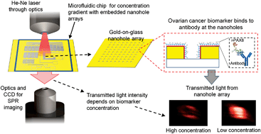 Graphical abstract: Quantification of ovarian cancer markers with integrated microfluidic concentration gradient and imaging nanohole surface plasmon resonance