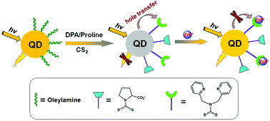 Graphical abstract: A quantum dot-based “off–on” fluorescent probe for biological detection of zinc ions