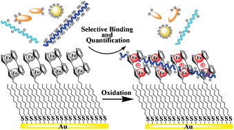 Graphical abstract: Reversible binding and quantification of heparin and chondroitin sulfate in water using redox-stable biferrocenylene SAMs