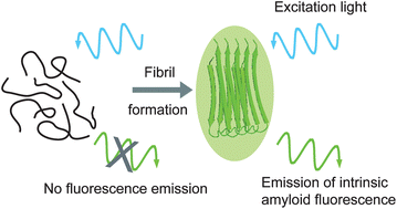 Graphical abstract: Protein amyloids develop an intrinsic fluorescence signature during aggregation