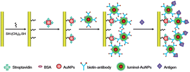 Graphical abstract: Label-free electrochemiluminescence immunosensor for cardiac troponin I using luminol functionalized gold nanoparticles as a sensing platform