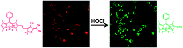 Graphical abstract: A ratiometric fluorescent probe based on a BODIPY–DCDHF conjugate for the detection of hypochlorous acid in living cells